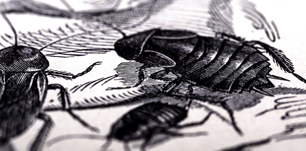Image for A Book Club on Kafka's 'The Metamorphosis'